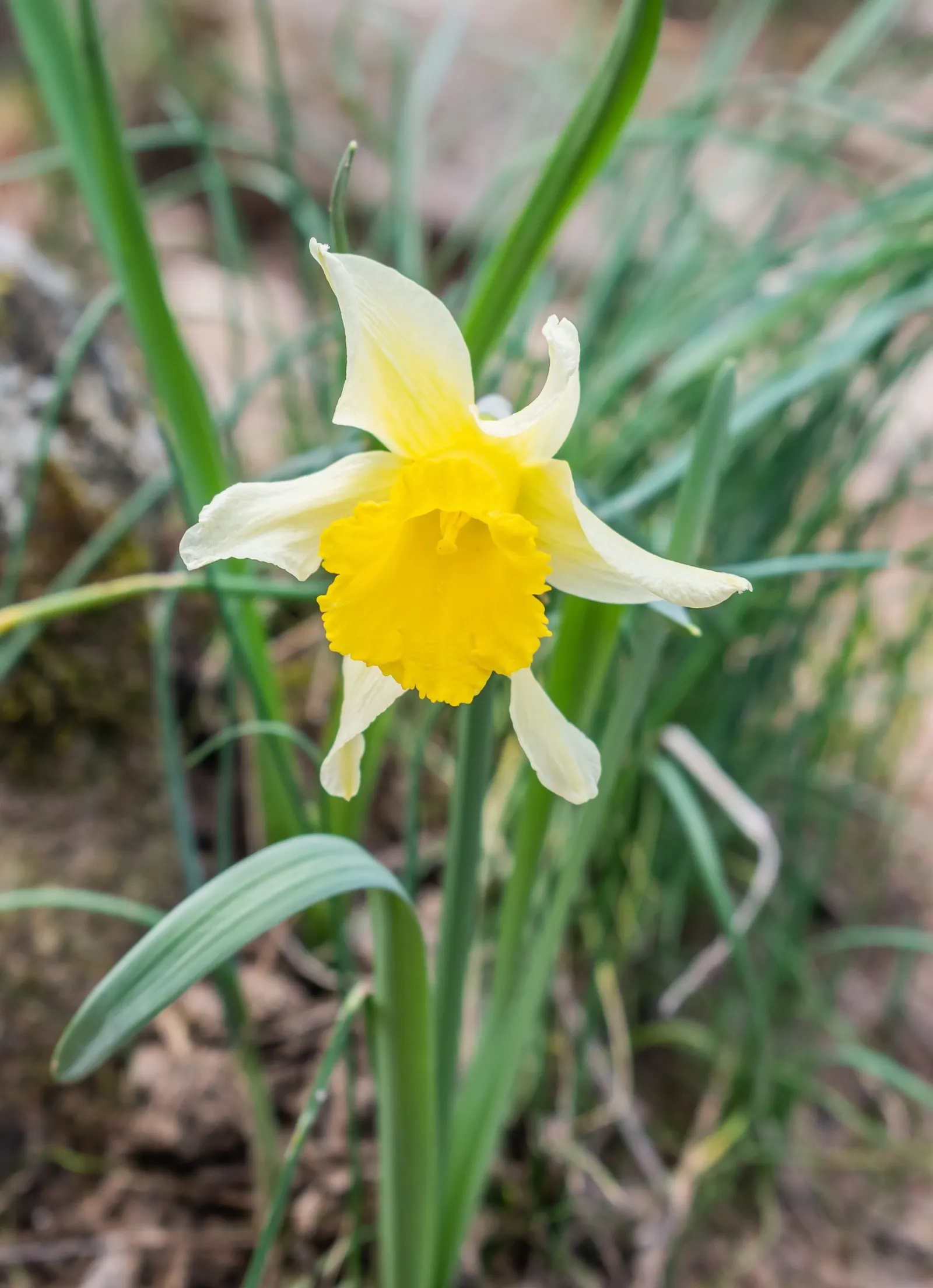 Jonquilla Narcissi (Narcissus Jonquilla) — plant the bulbs at a depth of about 6 inches; the Jonquil thrives in USDA Hardiness Zones 4 through 9, image 65
