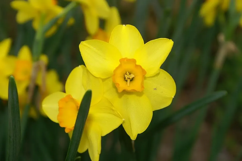 Jonquilla Narcissi (Narcissus Jonquilla) — With a preference for full to partial sunlight; these bulbs do well in both sunny and slightly shaded areas
