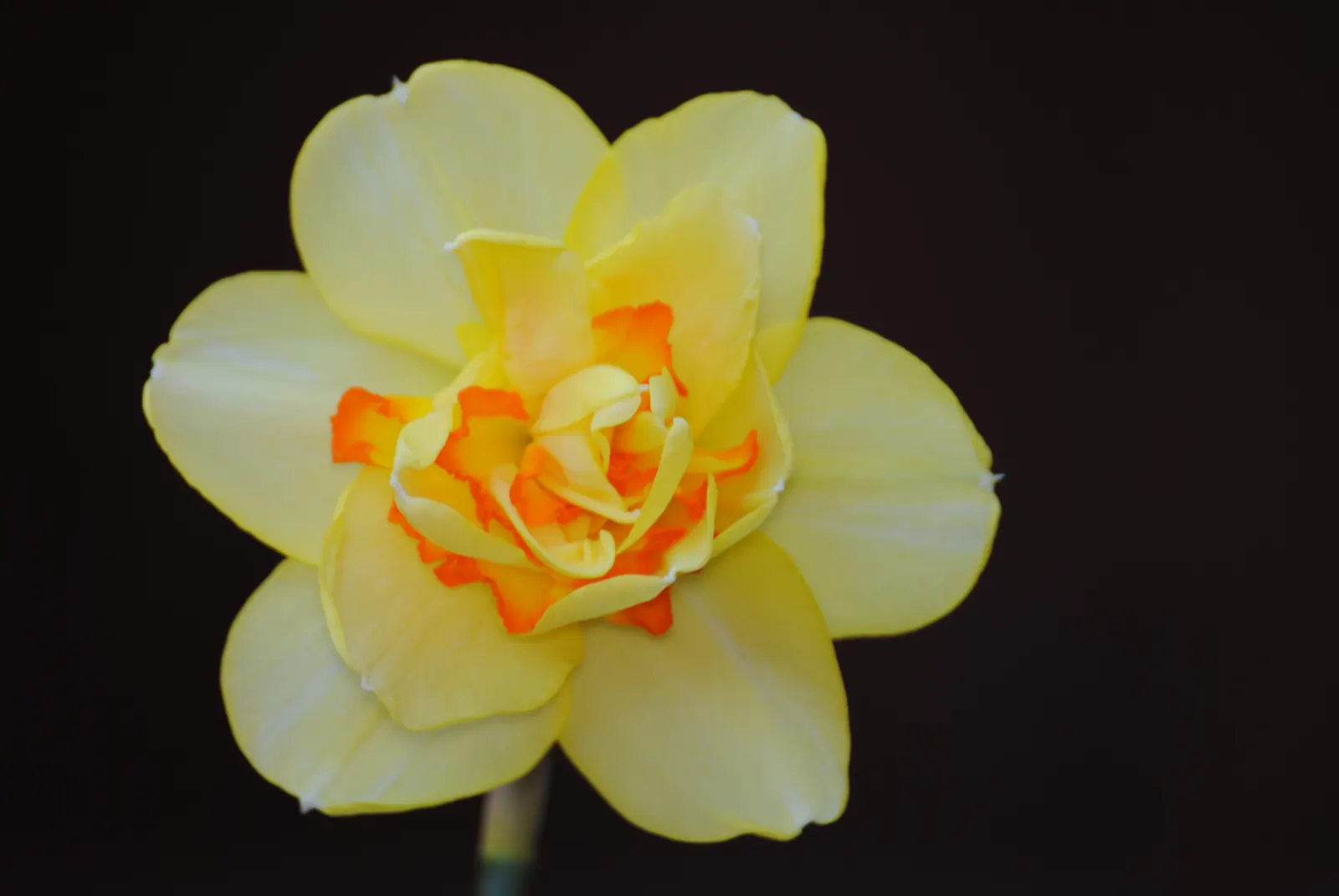 Jonquilla Narcissi (Narcissus Jonquilla) — The flowers have a central corona surrounded by narrow