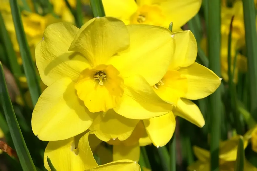 Jonquilla Narcissi (Narcissus Jonquilla) — With a preference for full to partial sunlight; these bulbs do well in both sunny and slightly shaded, image 85