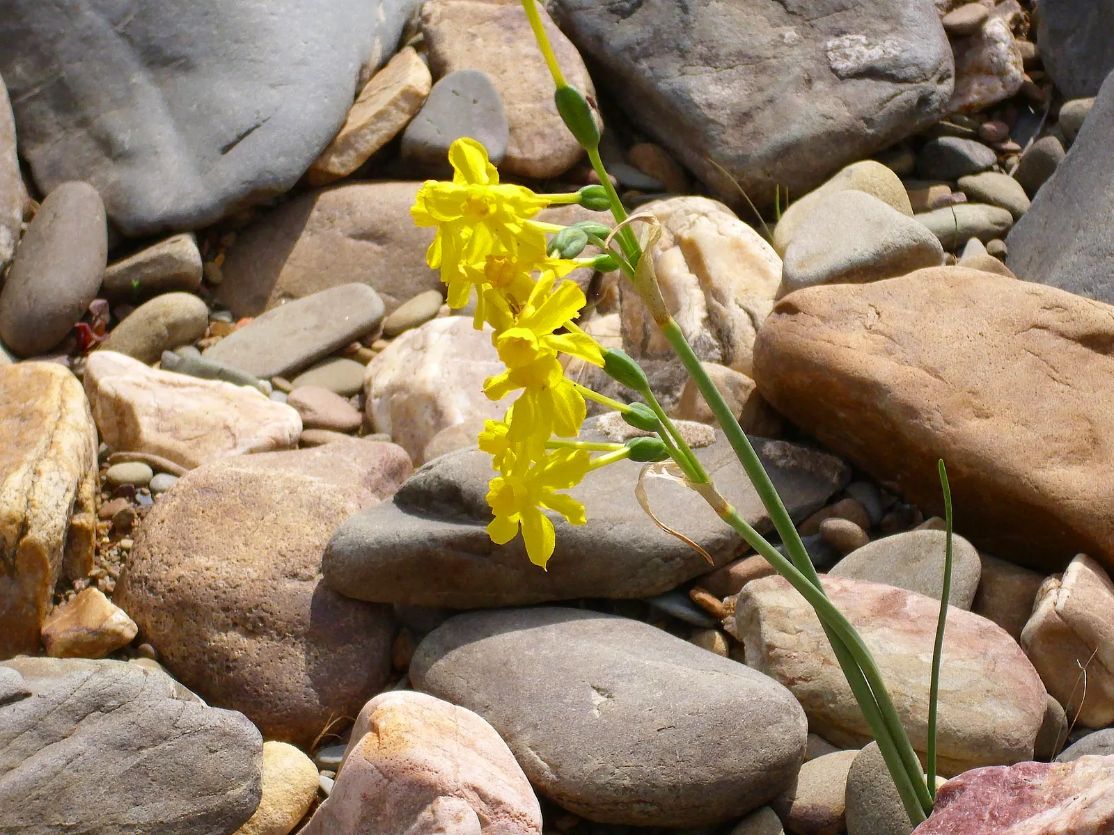 Jonquilla Narcissi (Narcissus Jonquilla) — star-shaped petals that imbue the garden with a sense of whimsy.<br><br>A hardy plant; typically bears 2-6 blooms