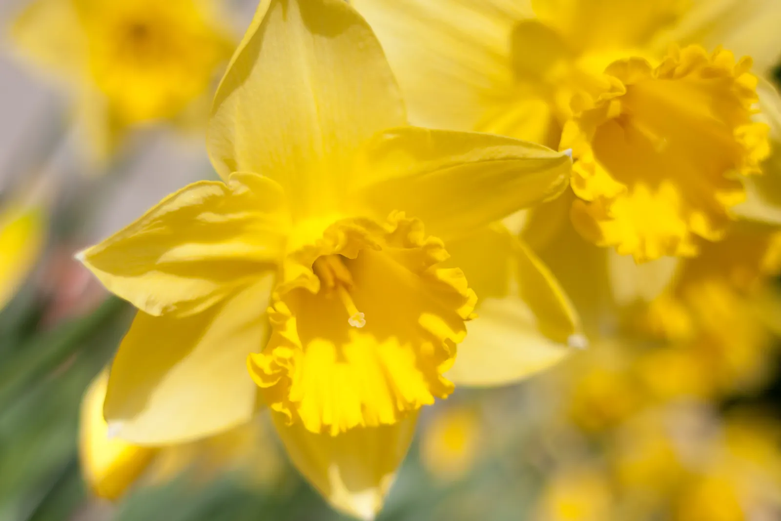Jonquilla Narcissi (Narcissus Jonquilla) — bulb with yellow blooms; the flowers have a central corona surrounded by narrow, image 91