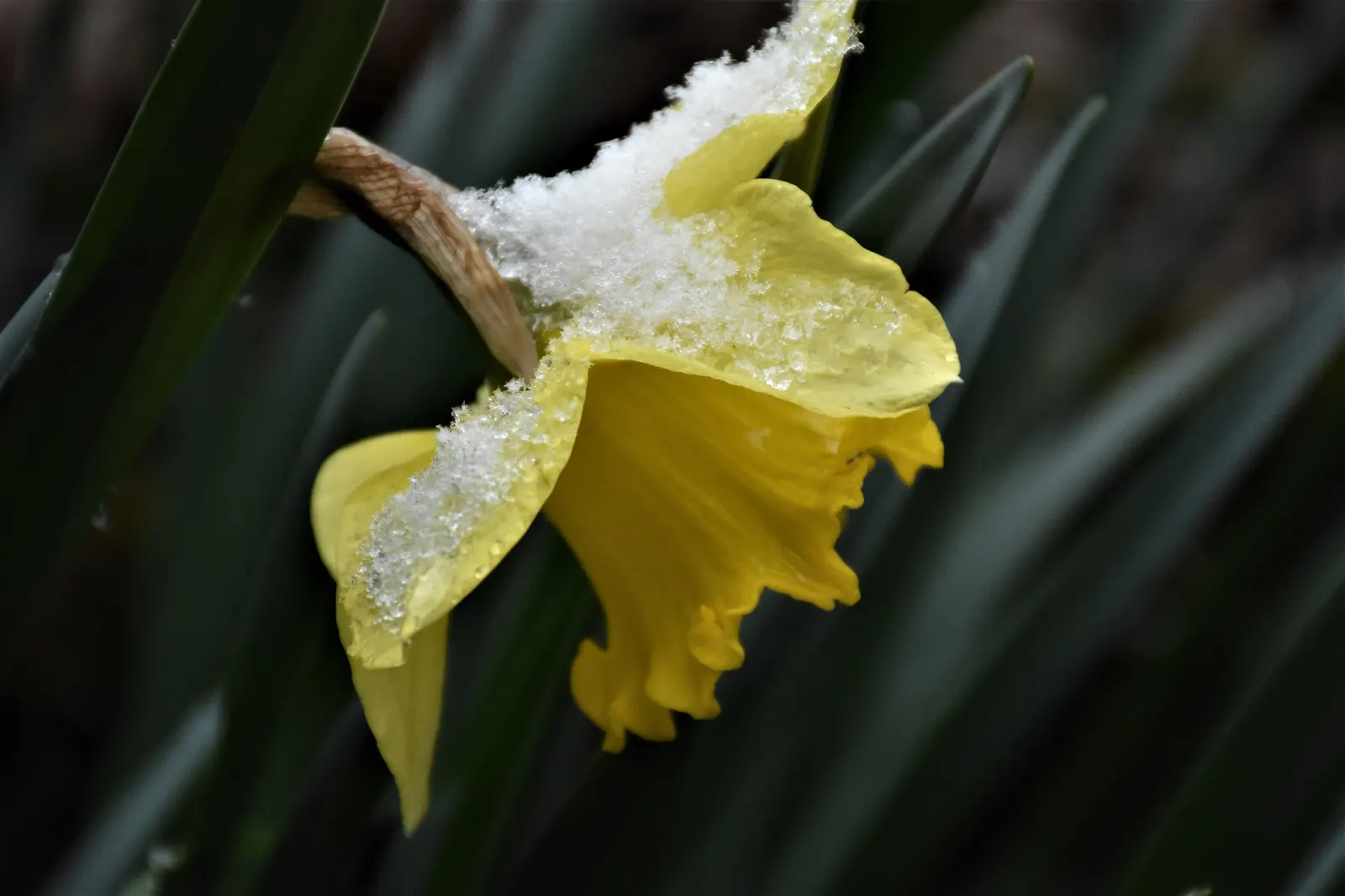 Jonquilla Narcissi (Narcissus Jonquilla) — typically bears 2-6 blooms characterized by narrow; making them versatile for different garden aspects, image 95
