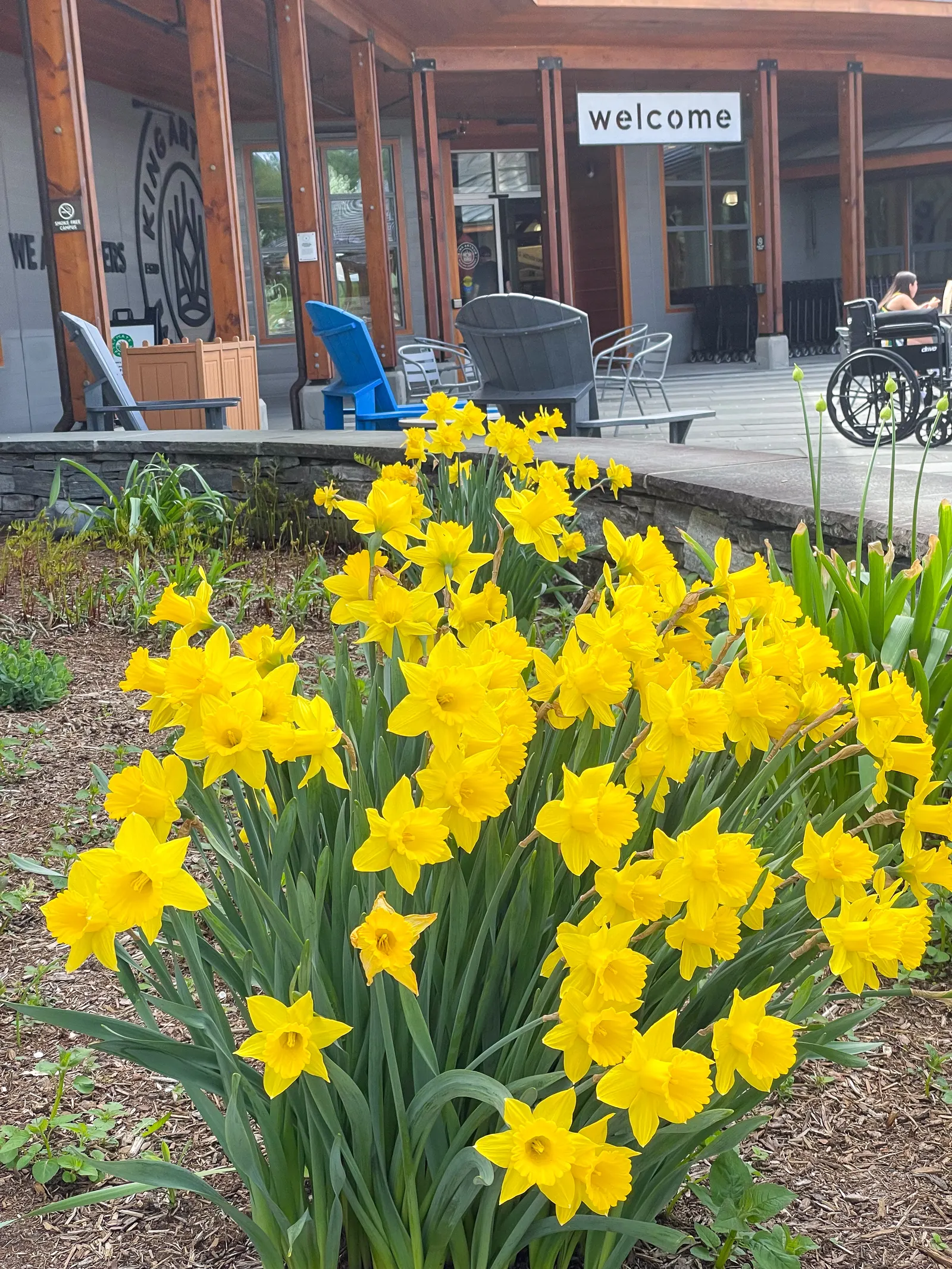 Jonquilla Narcissi (Narcissus Jonquilla) — reaching up to 16 inches in height; sweet aroma that enchants the spring air from March to April, image 94