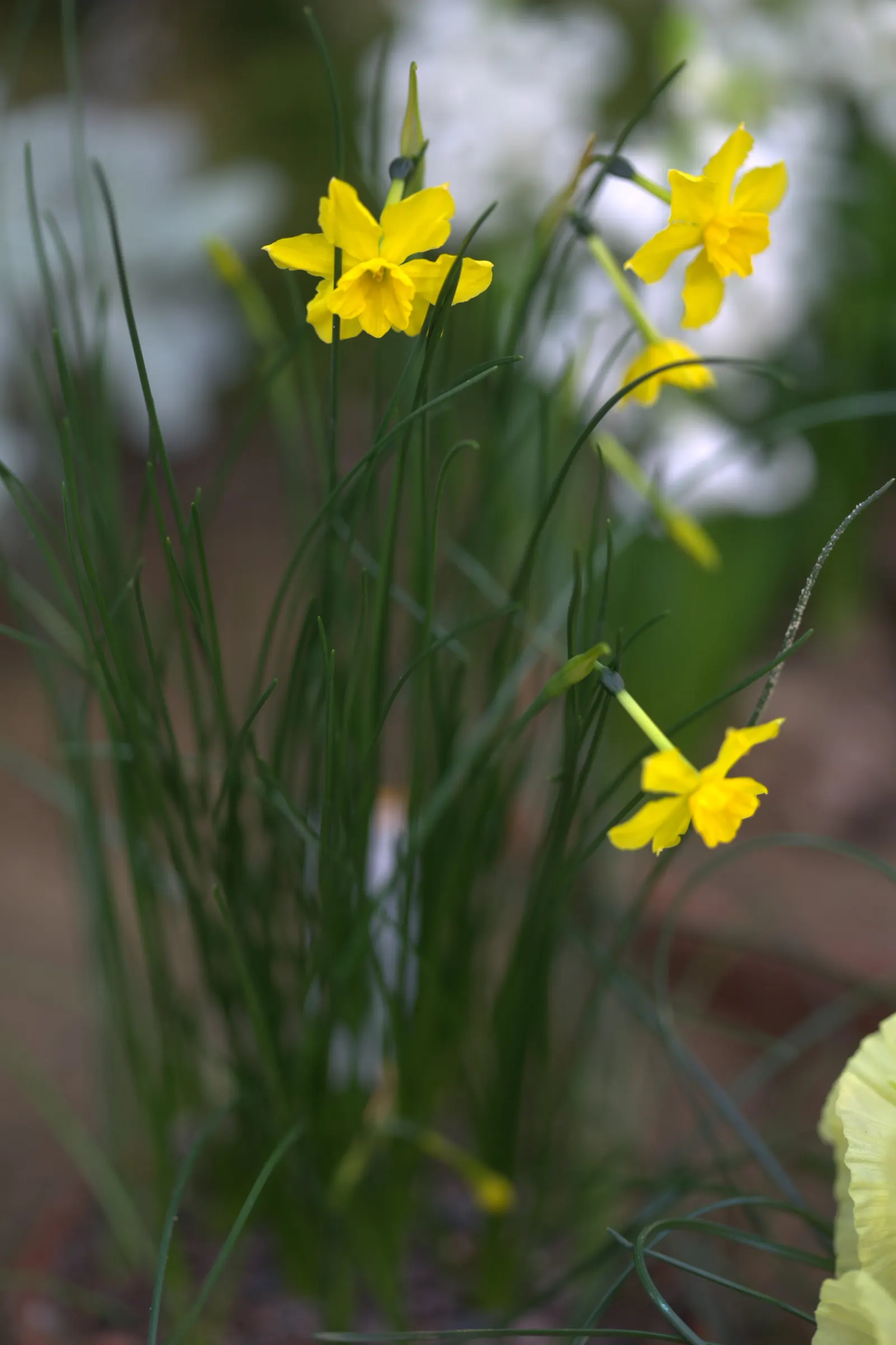 Jonquilla Narcissi (Narcissus Jonquilla) — yellow flowers in the garden