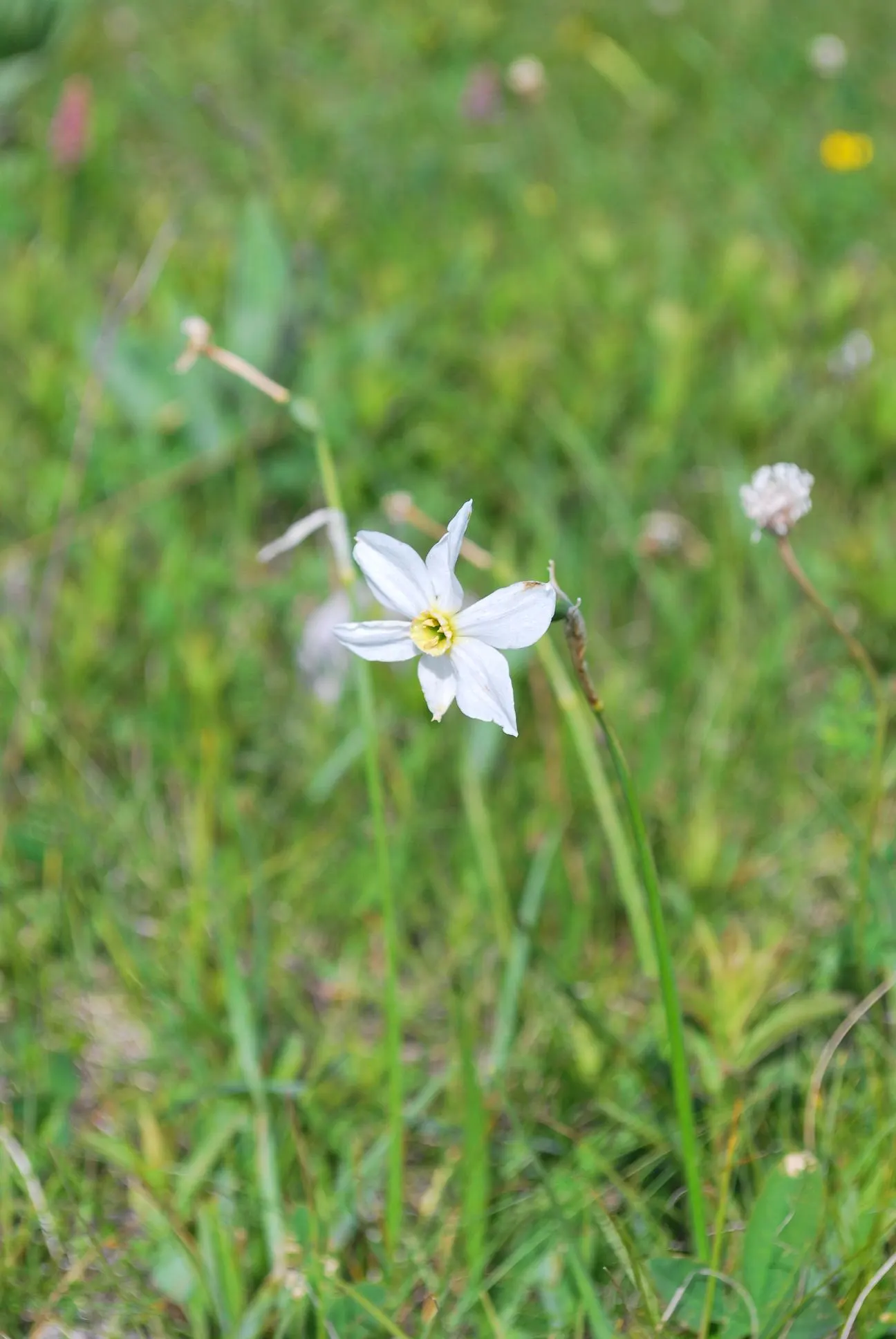 Jonquilla Narcissi (Narcissus Jonquilla) — with a spacing of 3 to 6 inches apart in the fall before the ground freezes; bulb with yellow blooms