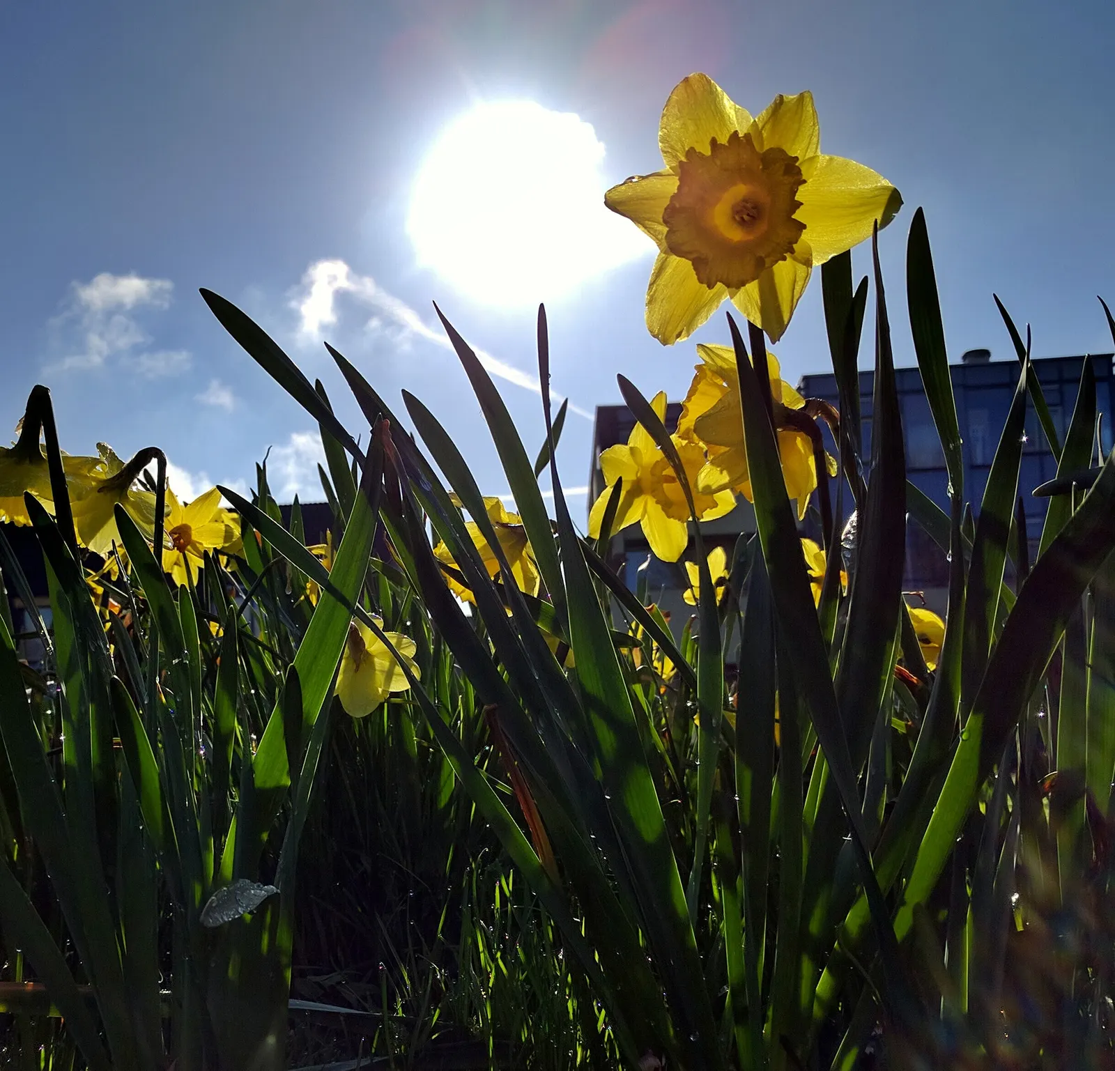 Jonquilla Narcissi (Narcissus Jonquilla) — The flowers have a central corona surrounded by narrow; plant the bulbs at a depth of about 6 inches, image 59