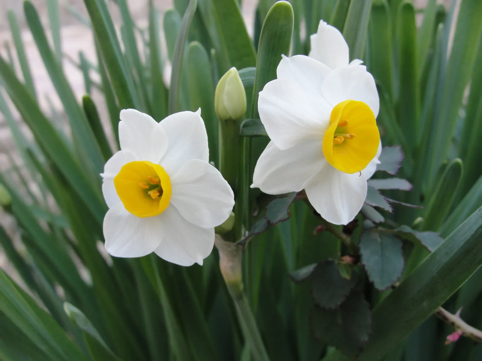 Jonquilla Narcissi (Narcissus Jonquilla) — with a spacing of 3 to 6 inches apart in the fall before the ground freezes