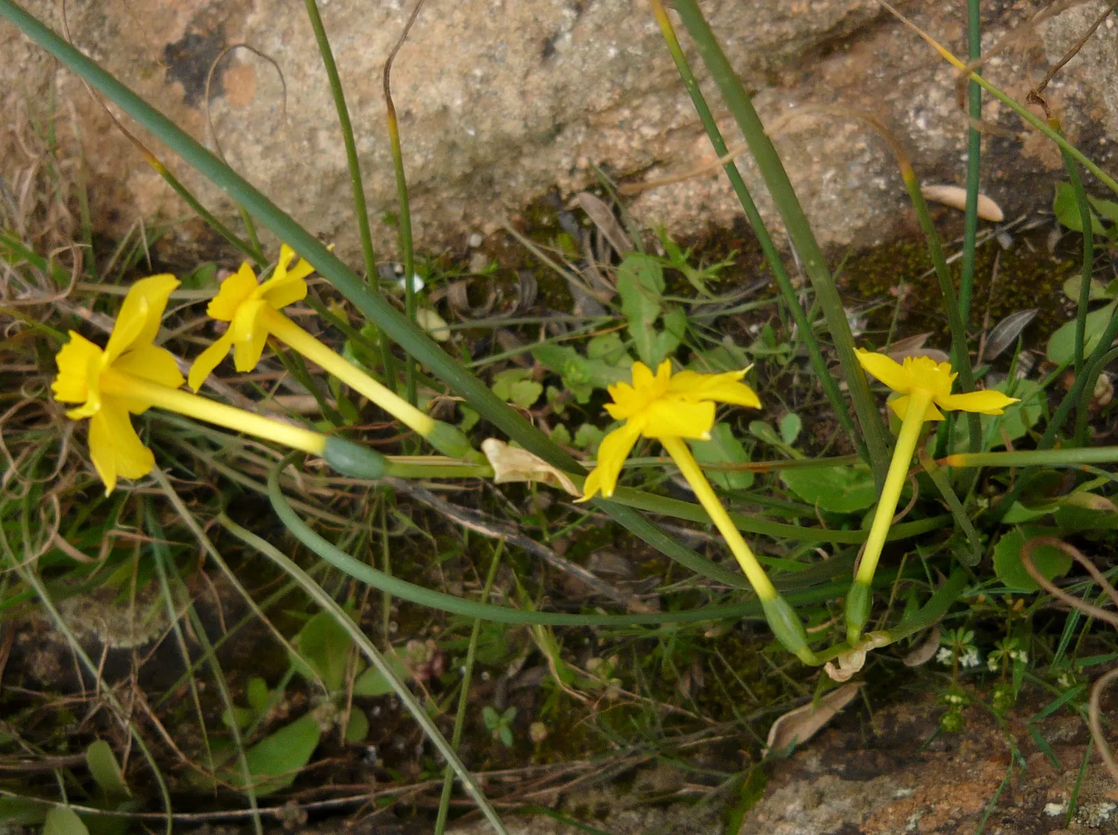 Jonquilla Narcissi (Narcissus Jonquilla) — bulb with yellow blooms; the flowers have a central corona surrounded by narrow