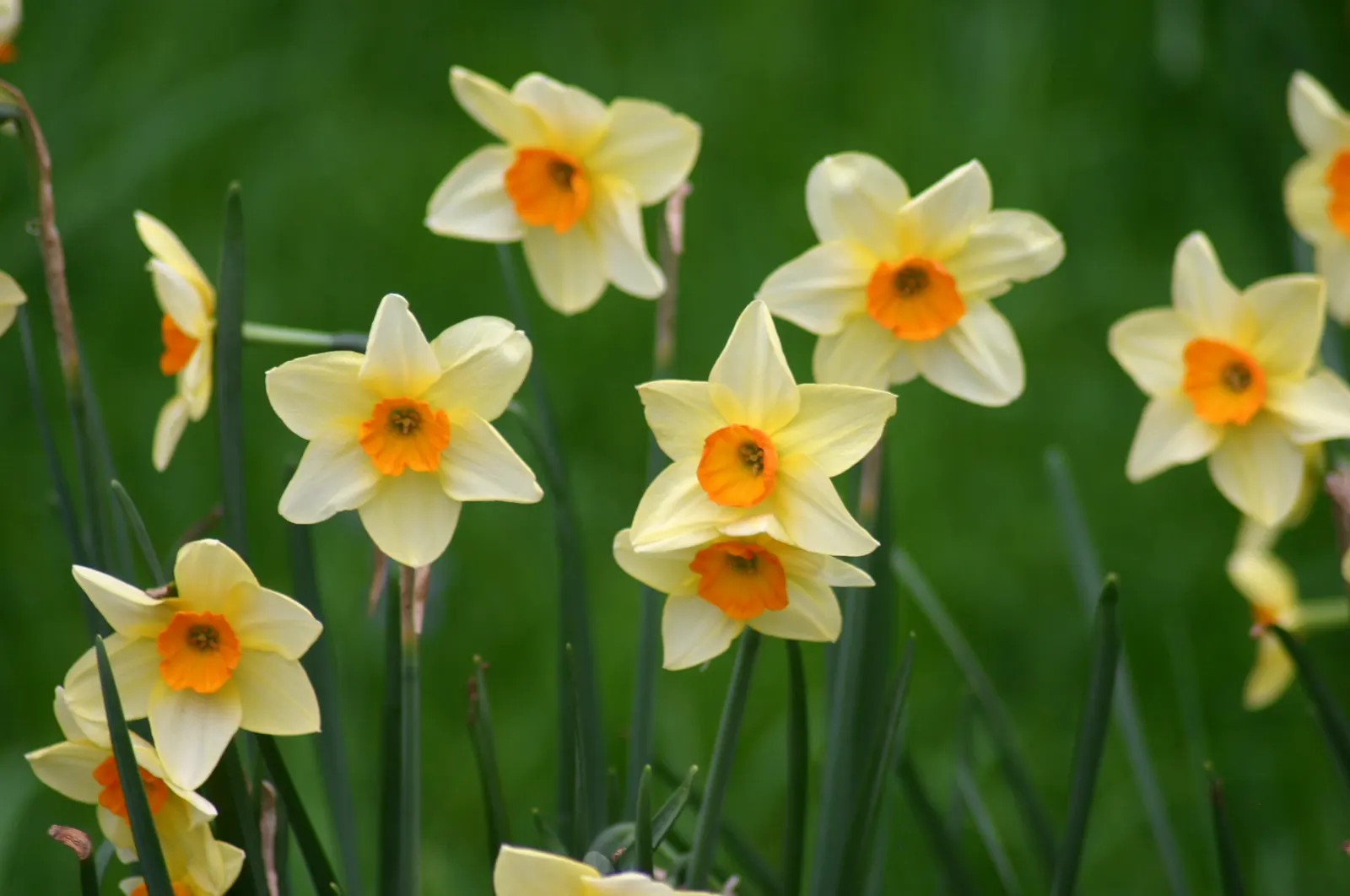 Jonquilla Narcissi (Narcissus Jonquilla) — sweet aroma that enchants the spring air from March to April; ideal for borders, rock gardens, and, image 103