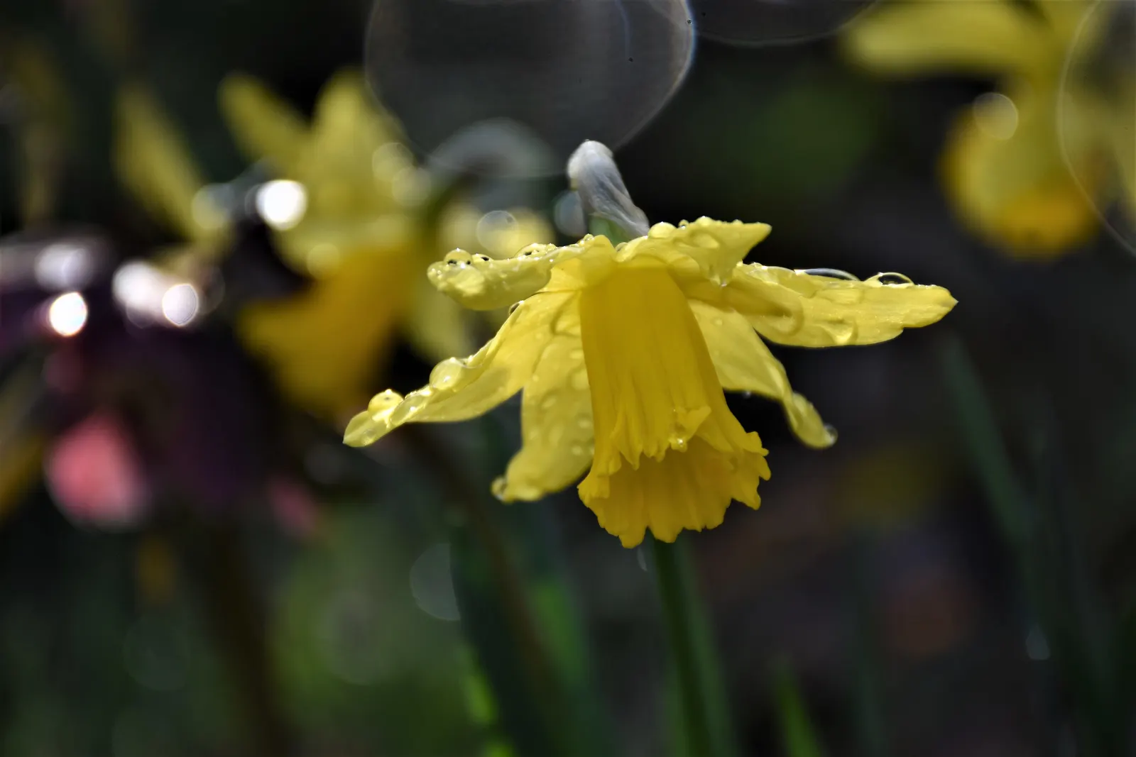 Jonquilla Narcissi (Narcissus Jonquilla) — the Jonquil thrives in USDA Hardiness Zones 4 through 9 and prefers well-drained soil; fragrant flowers, image 84