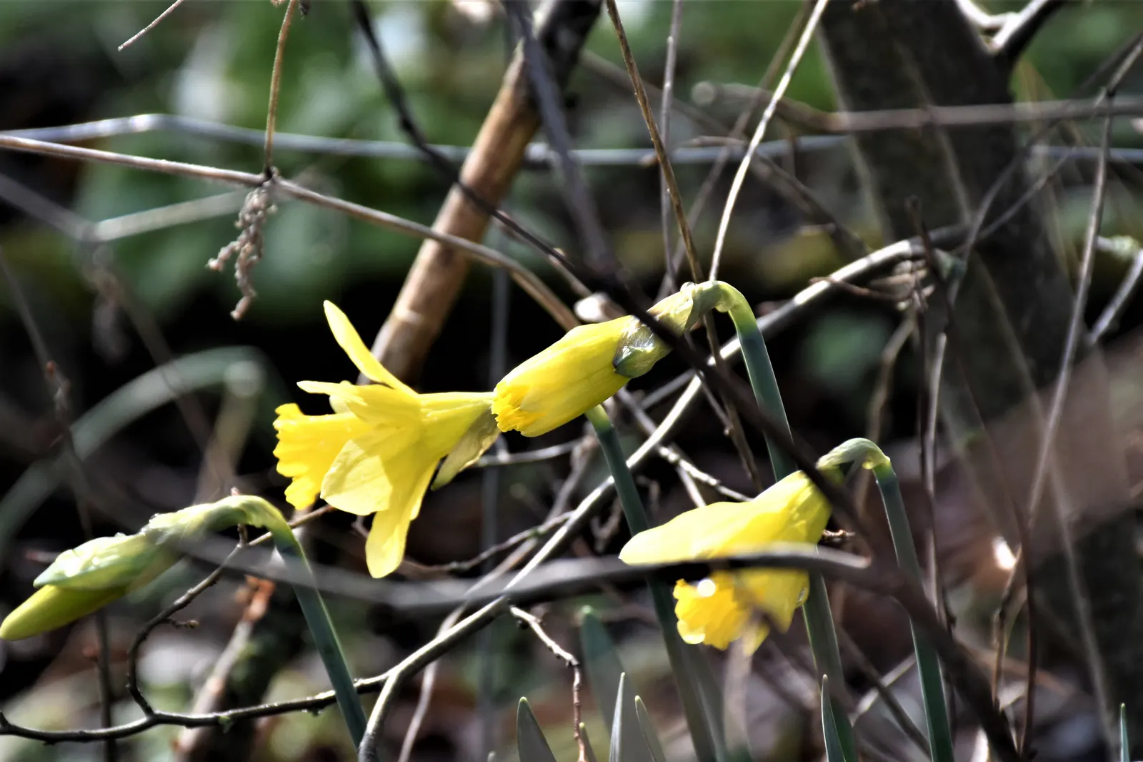 Jonquilla Narcissi (Narcissus Jonquilla) — offering a burst of sunshine with its vibrant yellow blossoms; is a delightful addition to any landscape, image 77