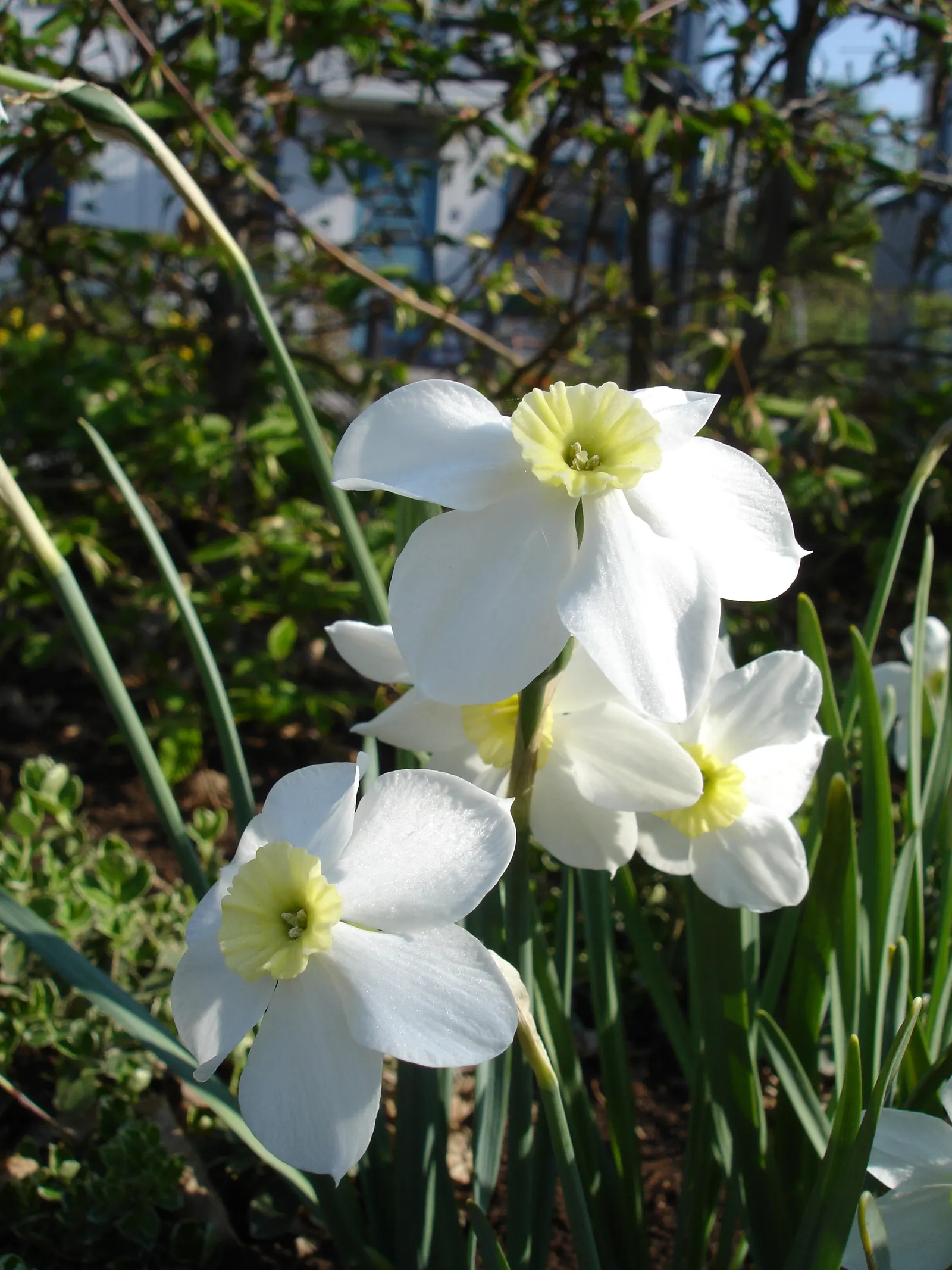 Jonquilla Narcissi (Narcissus Jonquilla) — star-shaped petals that imbue the garden with a sense of whimsy.<br><br>A hardy plant; typically bears, image 83