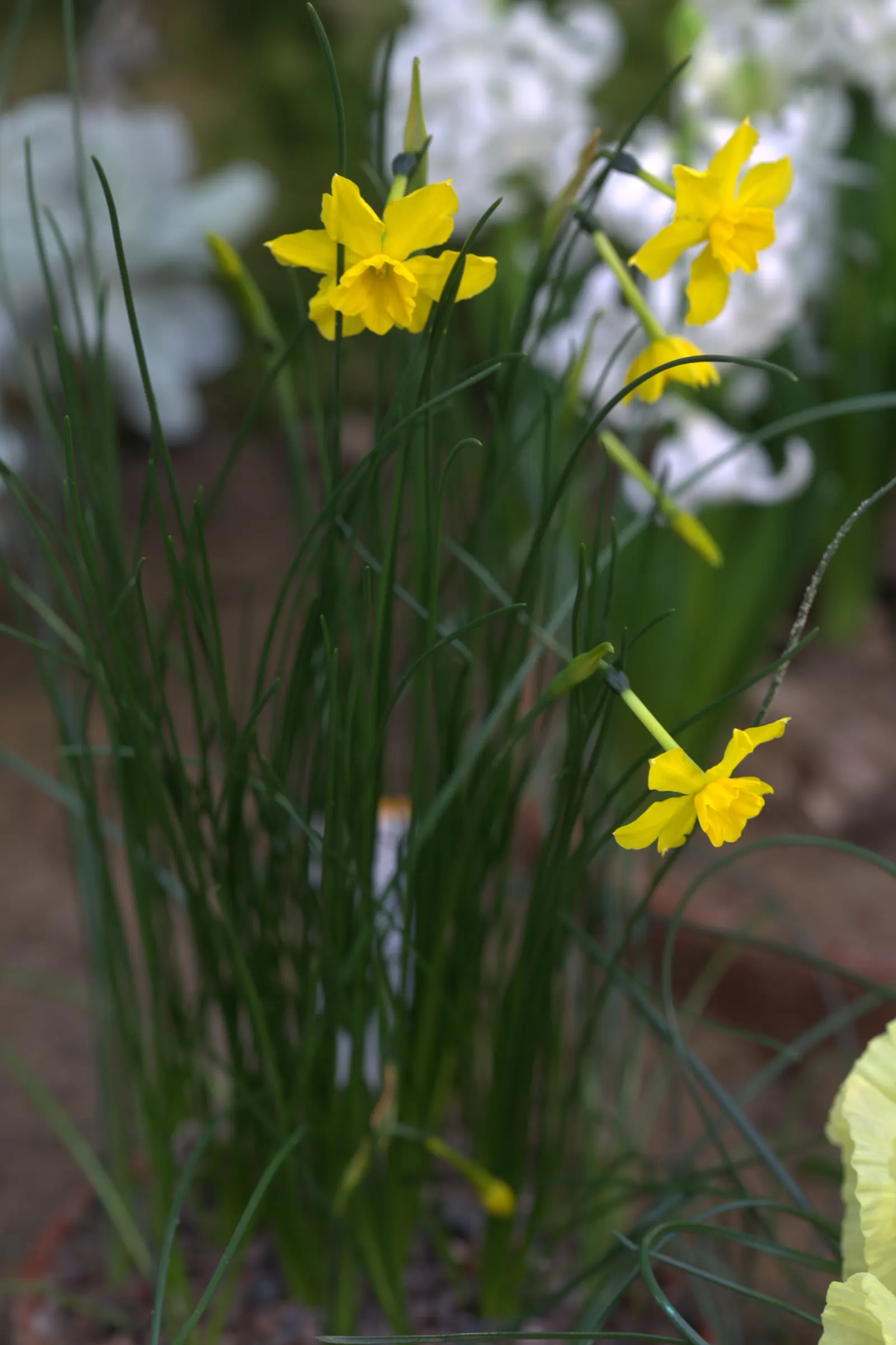 Jonquilla Narcissi (Narcissus Jonquilla) — sweet aroma that enchants the spring air from March to April; ideal for borders, rock gardens, and naturalizing