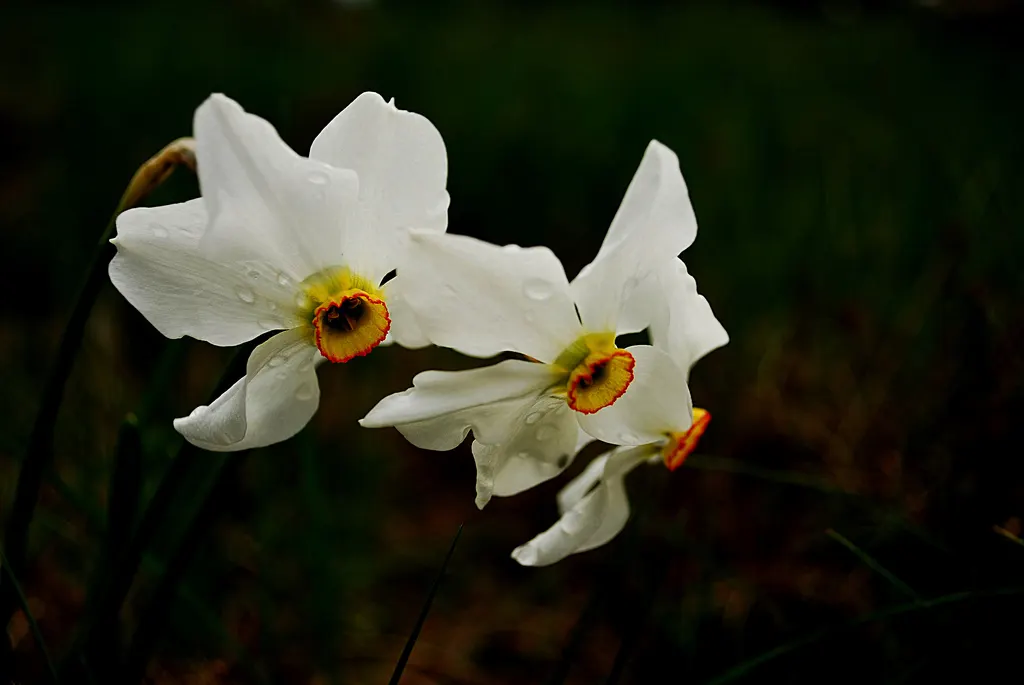 Jonquilla Narcissi (Narcissus Jonquilla) — Each stem, which reaches up to 12 inches tall, proudly supports two to six blooms, image 104