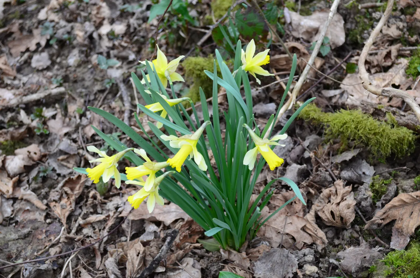 Jonquilla Narcissi (Narcissus Jonquilla) — Hardy in USDA zones 4-9, it prefers full to partial sun and well-drained soil