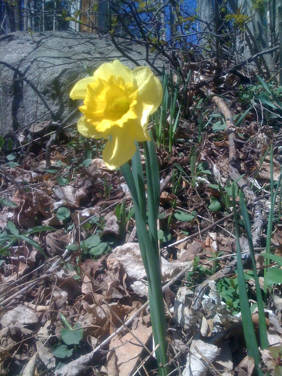 Jonquilla Narcissi (Narcissus Jonquilla) — plant the bulbs at a depth of about 6 inches