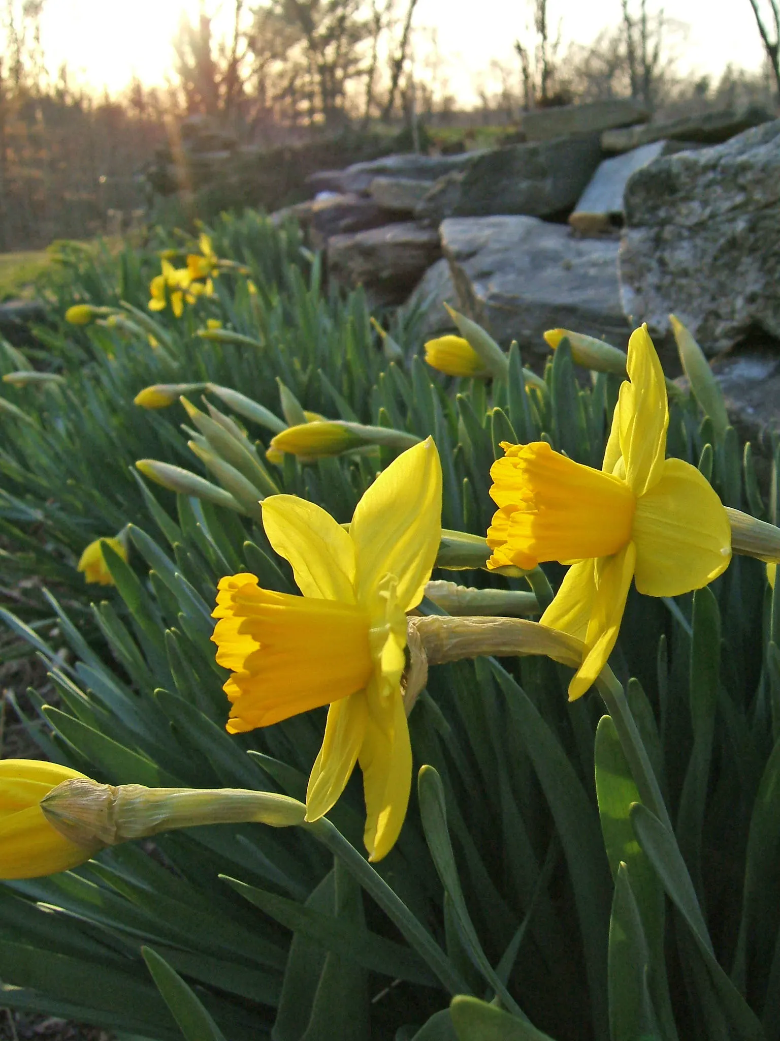 Jonquilla Narcissi (Narcissus Jonquilla) — with a spacing of 3 to 6 inches apart in the fall before the ground freezes; bulb with yellow blooms, image 112