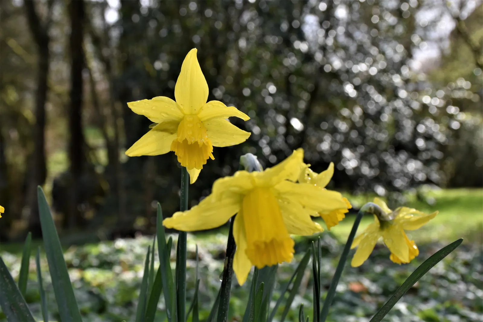 Jonquilla Narcissi (Narcissus Jonquilla) — commonly known as Jonquilla Daffodil; hardy in USDA zones 4-9, it prefers full to partial sun and, image 93