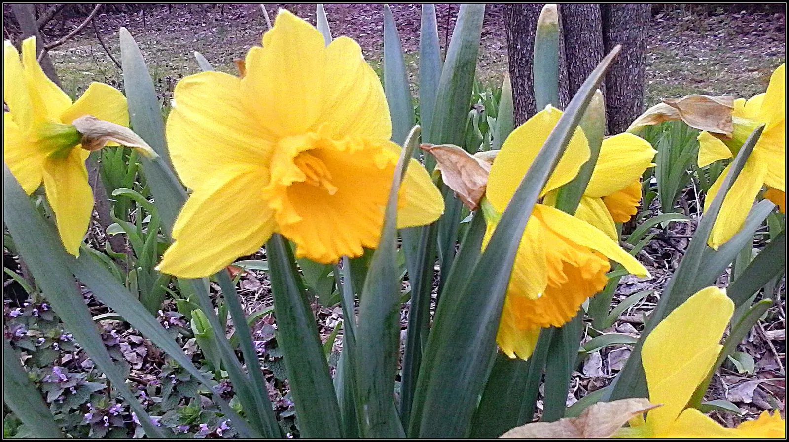 Jonquilla Narcissi (Narcissus Jonquilla) — Ideal for borders, rock gardens, and naturalizing, this plant attracts pollinators while resisting deer; this dainty