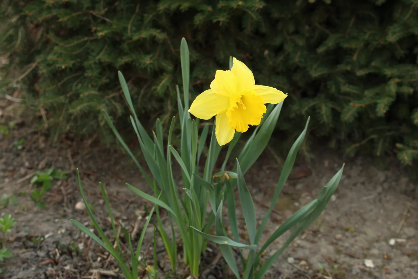 Jonquilla Narcissi (Narcissus Jonquilla) — these bulbs do well in both sunny and slightly shaded areas; commonly known as Jonquilla Daffodil, image 109