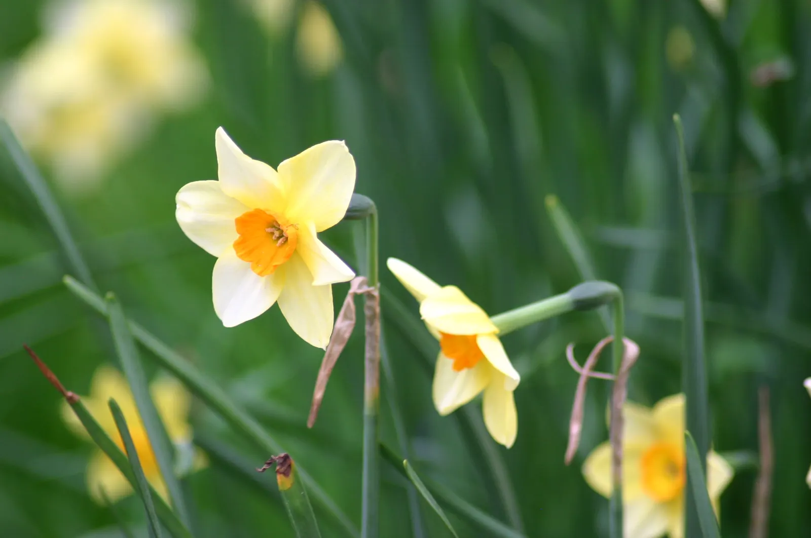 Jonquilla Narcissi (Narcissus Jonquilla) — Each stem, which reaches up to 12 inches tall, proudly supports two to six blooms