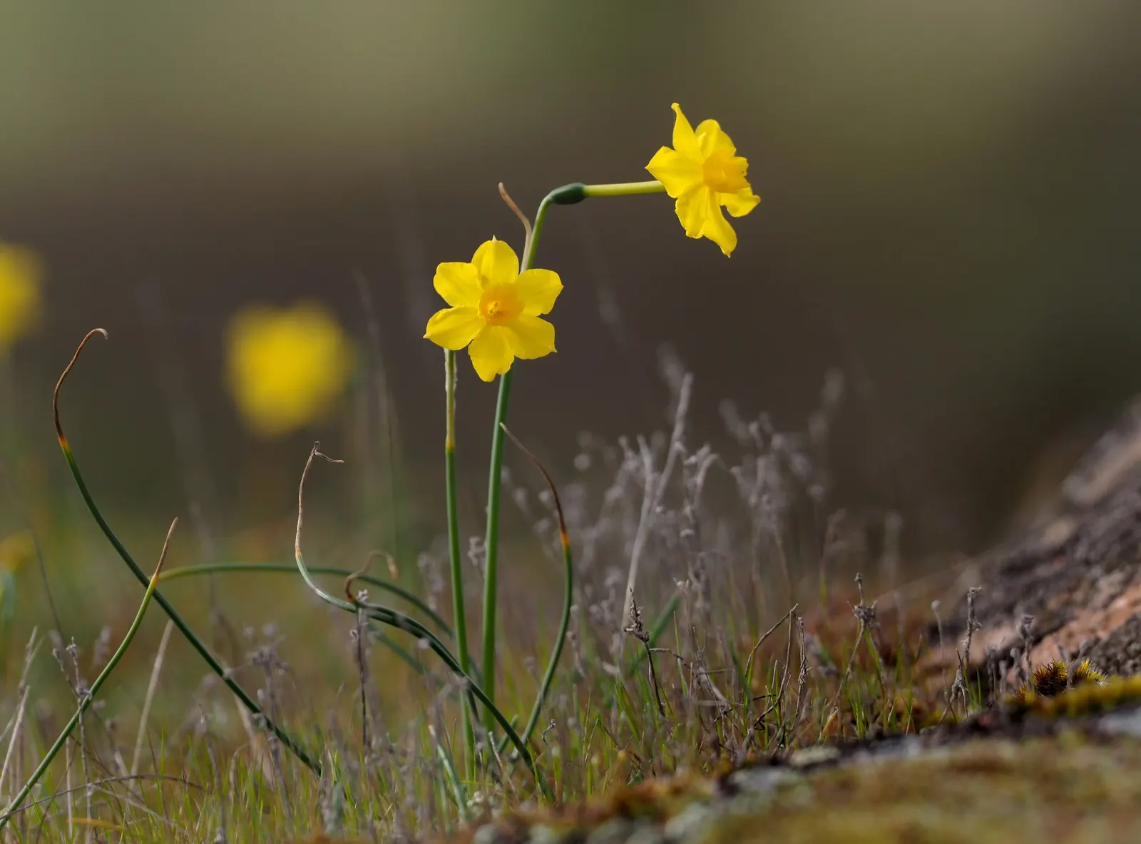 Jonquilla Narcissi (Narcissus Jonquilla) — making them versatile for different garden aspects; offering a burst of sunshine with its vibrant yellow blossoms