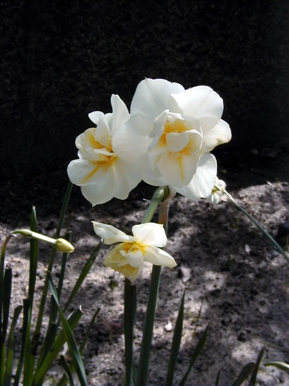 Jonquilla Narcissi (Narcissus Jonquilla) — commonly known as Jonquilla Narcissi or Jonquil; with a preference for full to partial sunlight, image 75