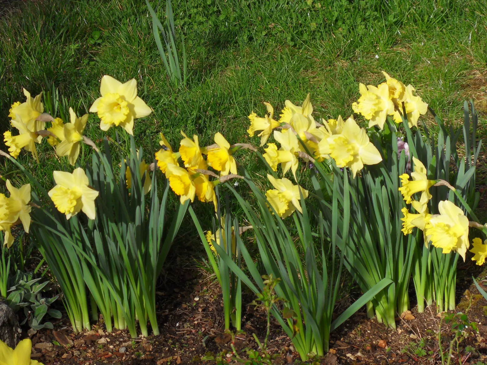 Jonquilla Narcissi (Narcissus Jonquilla) — the Jonquil thrives in USDA Hardiness Zones 4 through 9 and prefers well-drained soil; fragrant flowers, image 107