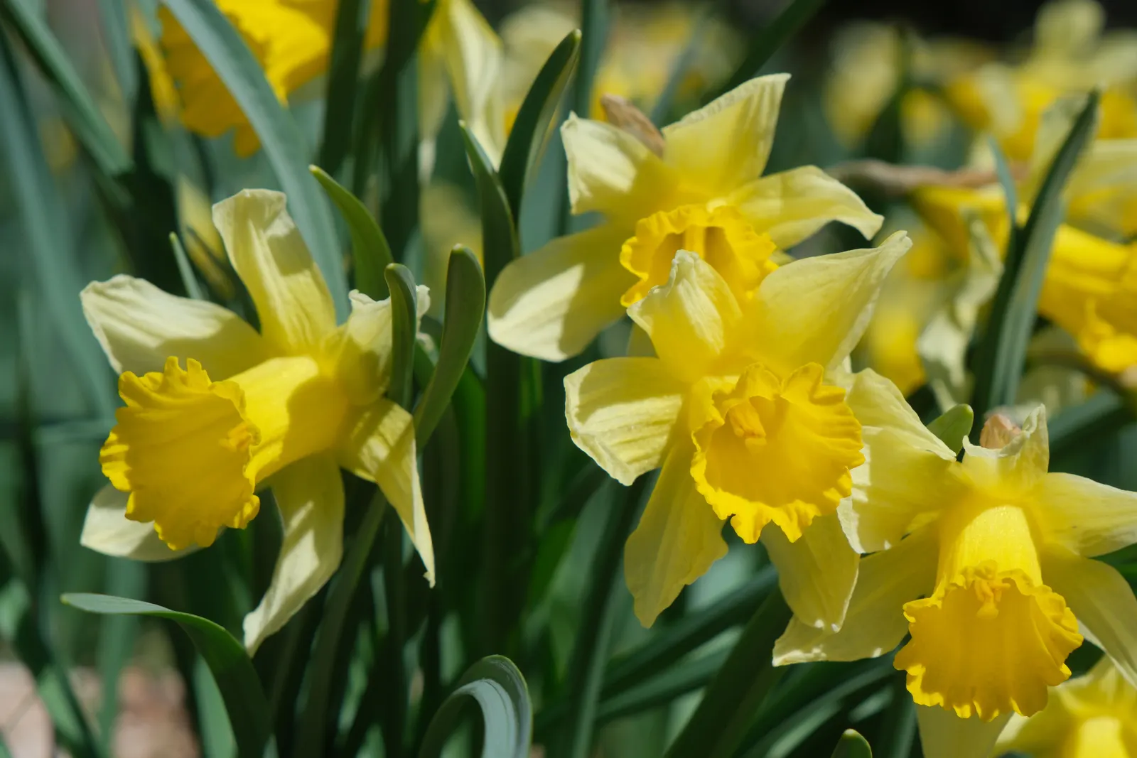 Jonquilla Narcissi (Narcissus Jonquilla) — bulb for full or half; with a spacing of 3 to 6 inches apart in the fall before the ground freezes, image 69