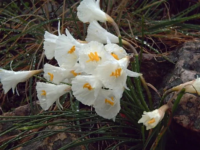 Jonquilla Narcissi (Narcissus Jonquilla) — reaching up to 16 inches in height