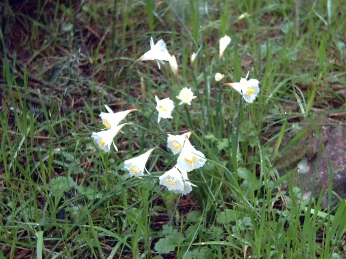Jonquilla Narcissi (Narcissus Jonquilla) — star-shaped petals that imbue the garden with a sense of whimsy.<br><br>A hardy plant; typically bears, image 60