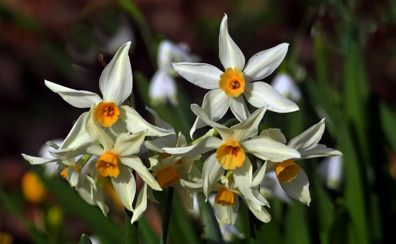 Jonquilla Narcissi (Narcissus Jonquilla) — offering a burst of sunshine with its vibrant yellow blossoms; is a delightful addition to any landscape, image 100