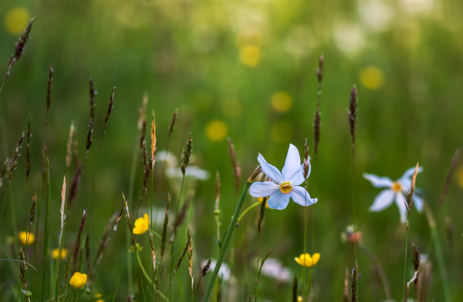 Jonquilla Narcissi (Narcissus Jonquilla) — is a delightful addition to any landscape design; bulb for full or half