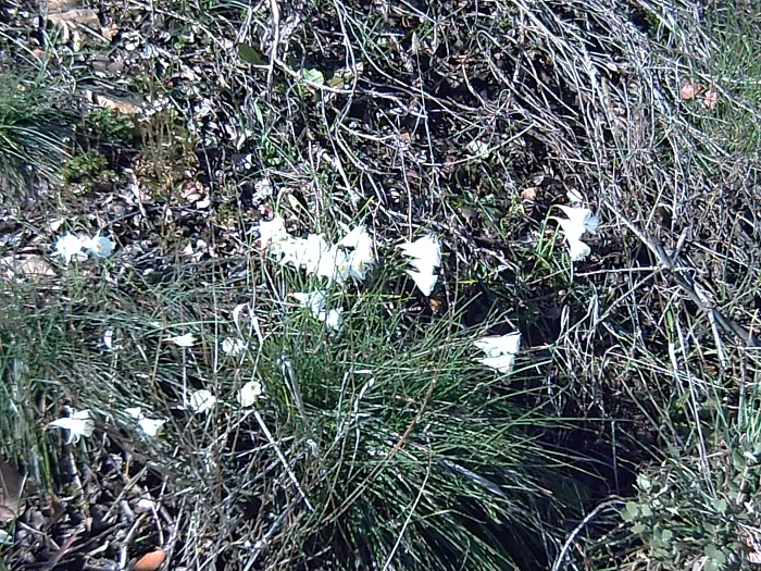 Jonquilla Narcissi (Narcissus Jonquilla) — bulb for full or half; with a spacing of 3 to 6 inches apart in the fall before the ground freezes