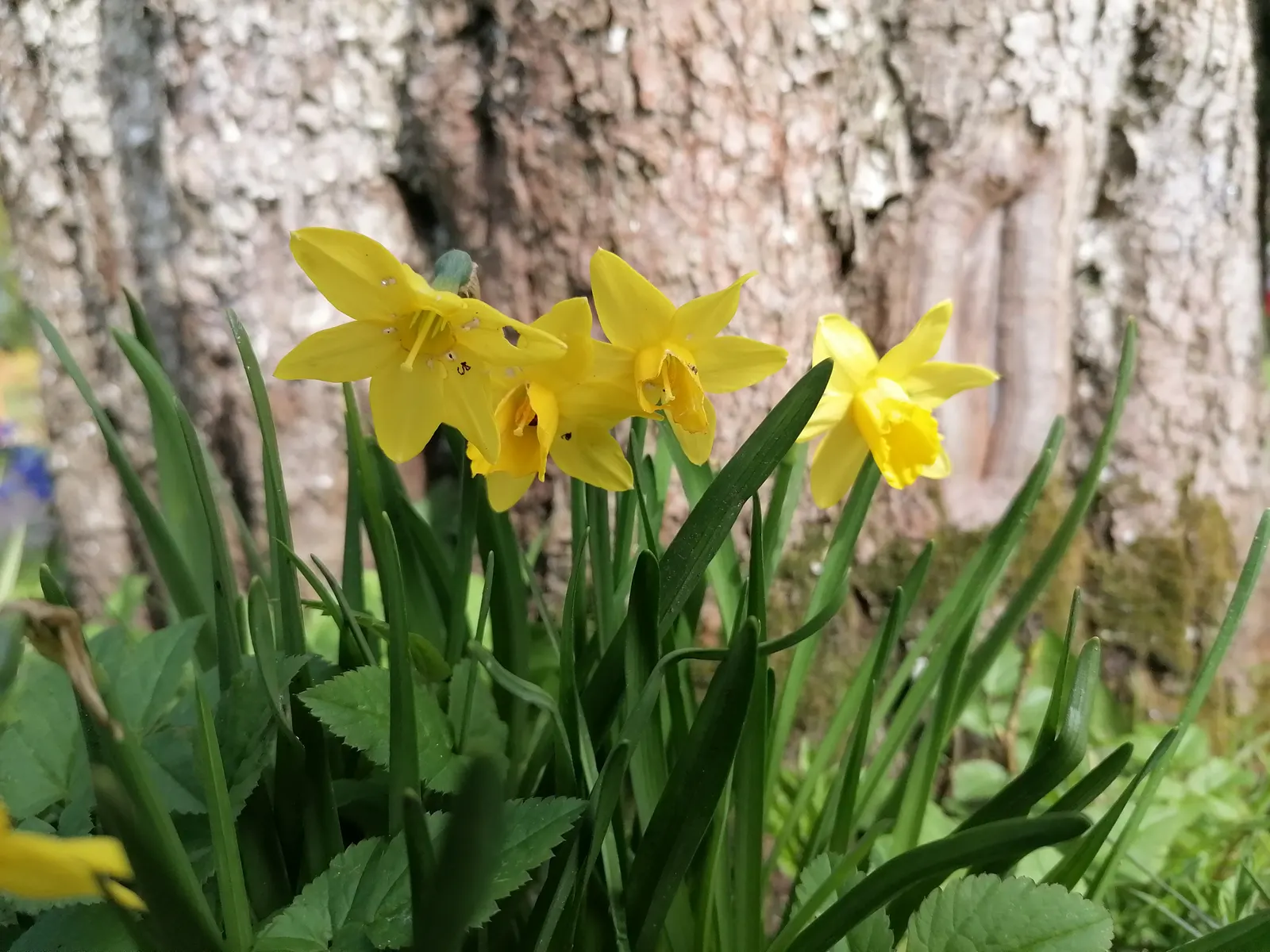 Jonquilla Narcissi (Narcissus Jonquilla) — star-shaped petals that imbue the garden with a sense of whimsy.<br><br>A hardy plant; typically bears, image 106