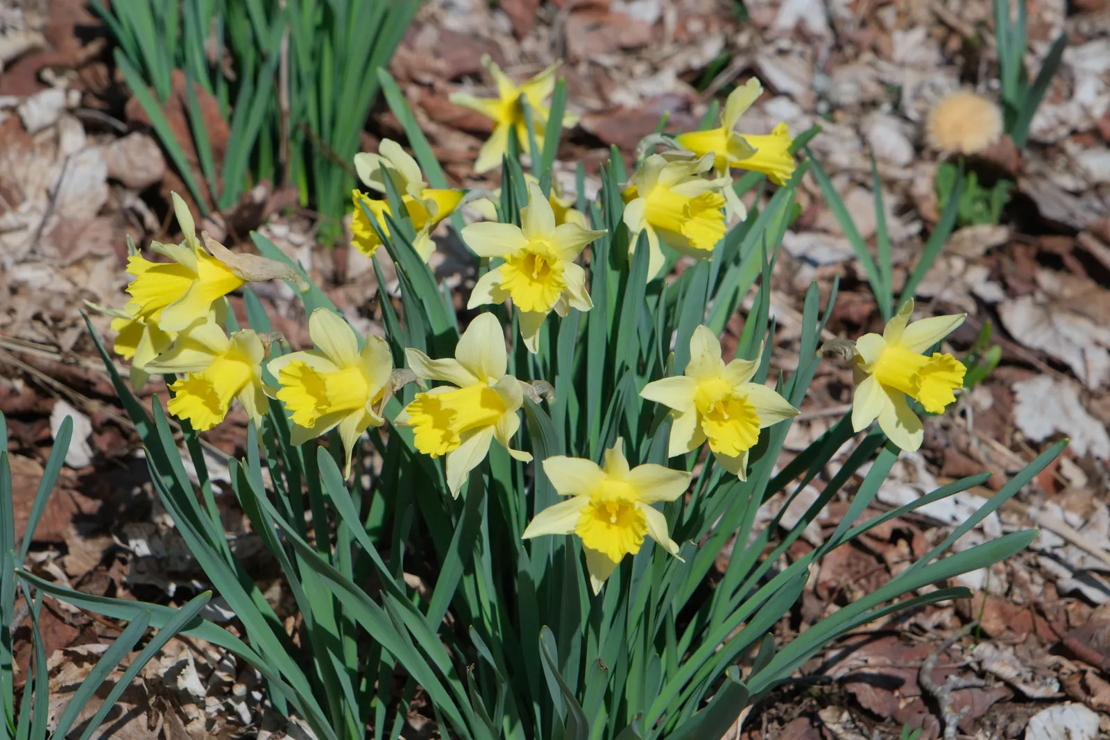 Jonquilla Narcissi (Narcissus Jonquilla) — Ideal for borders, rock gardens, and naturalizing, this plant attracts pollinators while resisting deer, image 74
