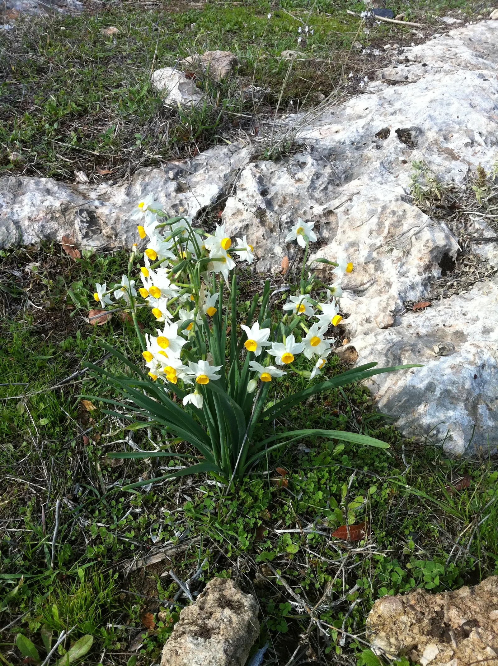 Jonquilla Narcissi (Narcissus Jonquilla) — typically bears 2-6 blooms characterized by narrow; making them versatile for different garden aspects