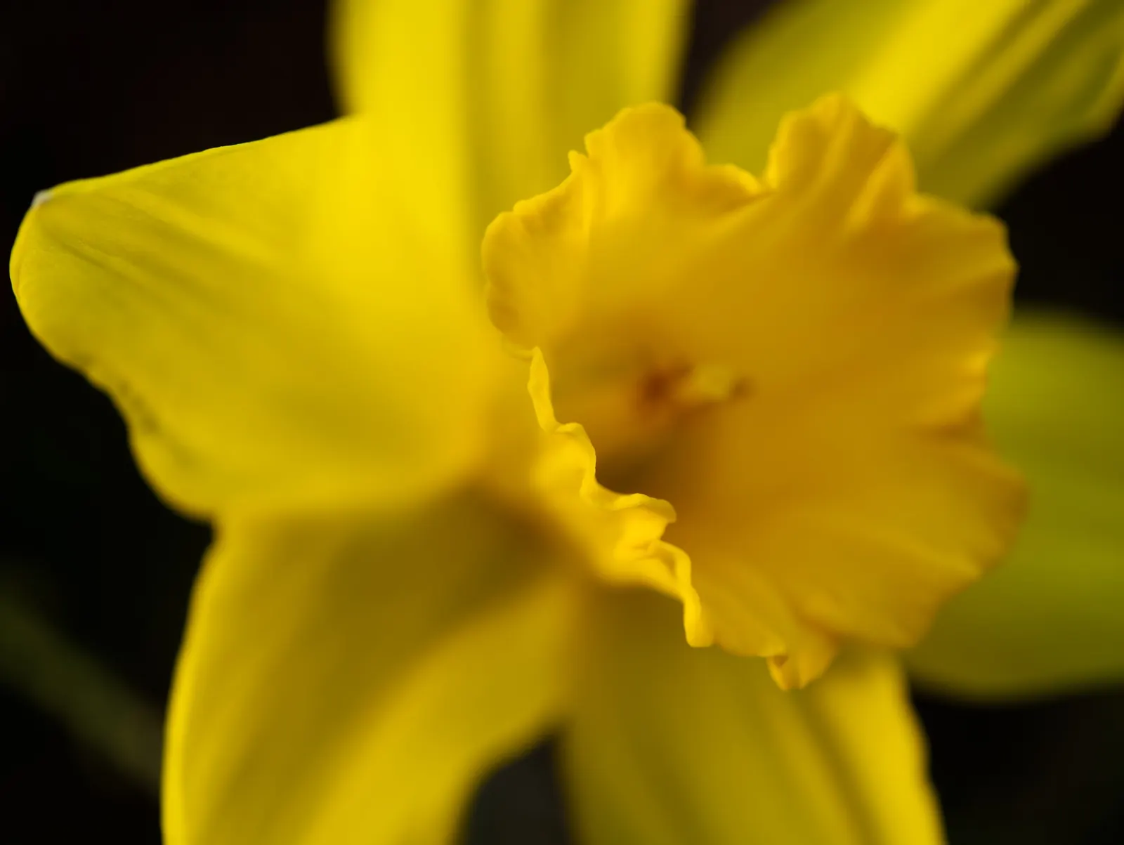 Jonquilla Narcissi (Narcissus Jonquilla) — these bulbs do well in both sunny and slightly shaded areas; commonly known as Jonquilla Daffodil