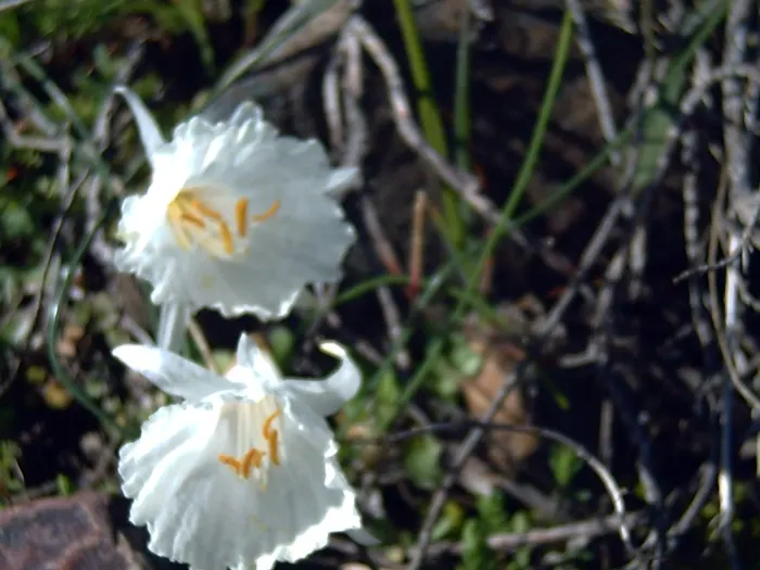 Jonquilla Narcissi (Narcissus Jonquilla) — Each stem, which reaches up to 12 inches tall, proudly supports two to six blooms, image 58