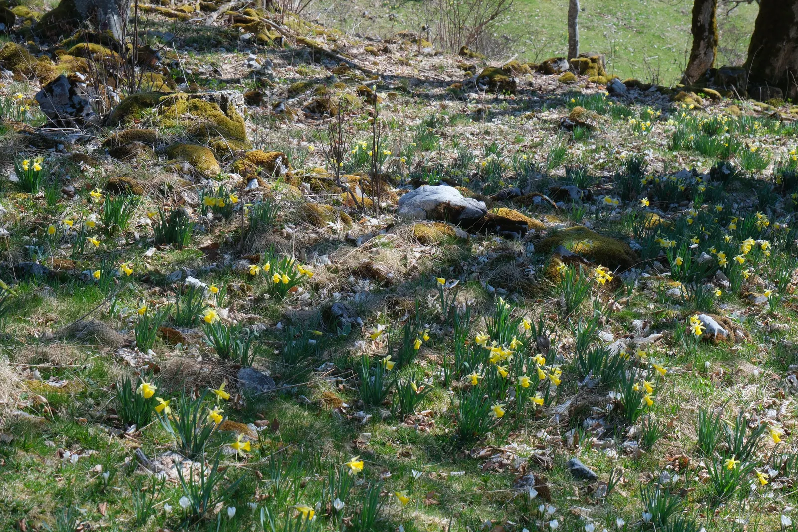 Jonquilla Narcissi (Narcissus Jonquilla) — Each stem, which reaches up to 12 inches tall, proudly supports two to six blooms, image 81