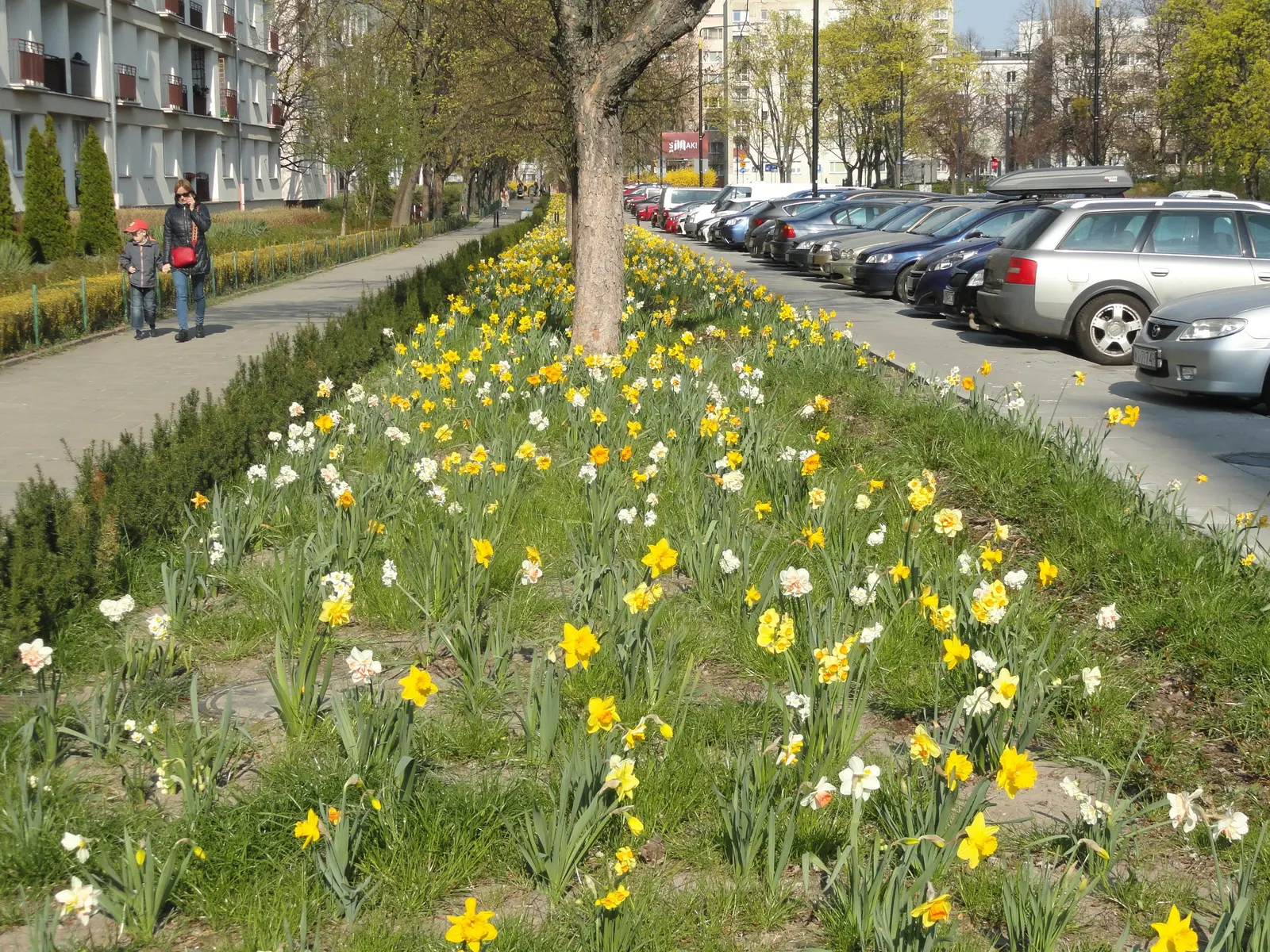 Jonquilla Narcissi (Narcissus Jonquilla) — This dainty perennial typically grows to a modest height of approximately 6 to 12 inches