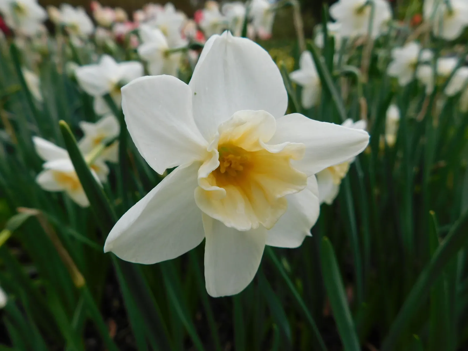 Jonquilla Narcissi (Narcissus Jonquilla) — sweet aroma that enchants the spring air from March to April; ideal for borders, rock gardens, and, image 57