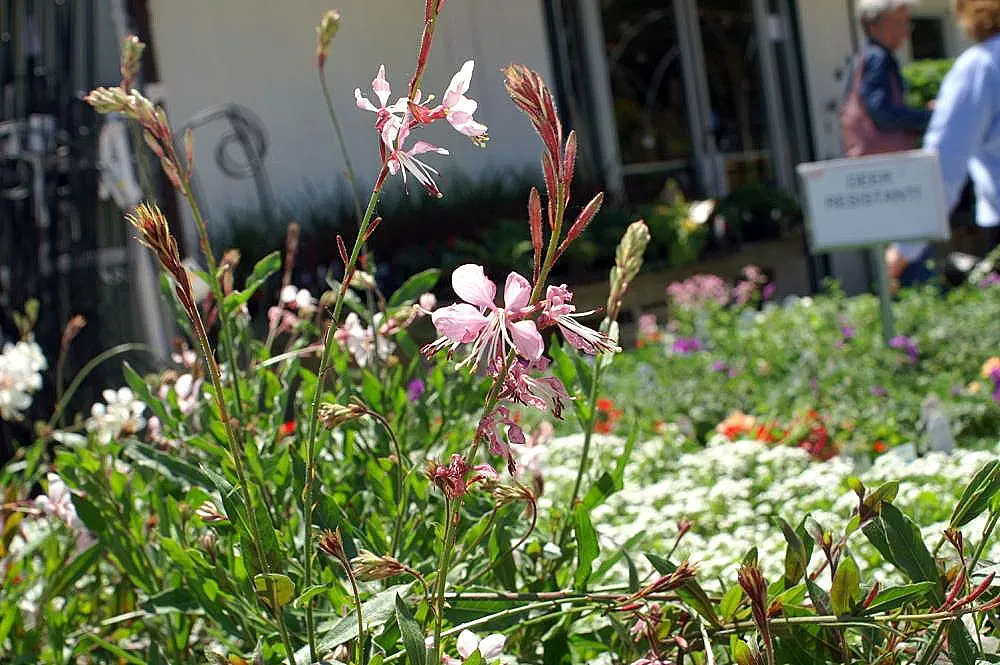White Gaura (Gaura Lindheimeri) — showcases a delicate ballet of butterfly-like flowers that dance atop slender stems