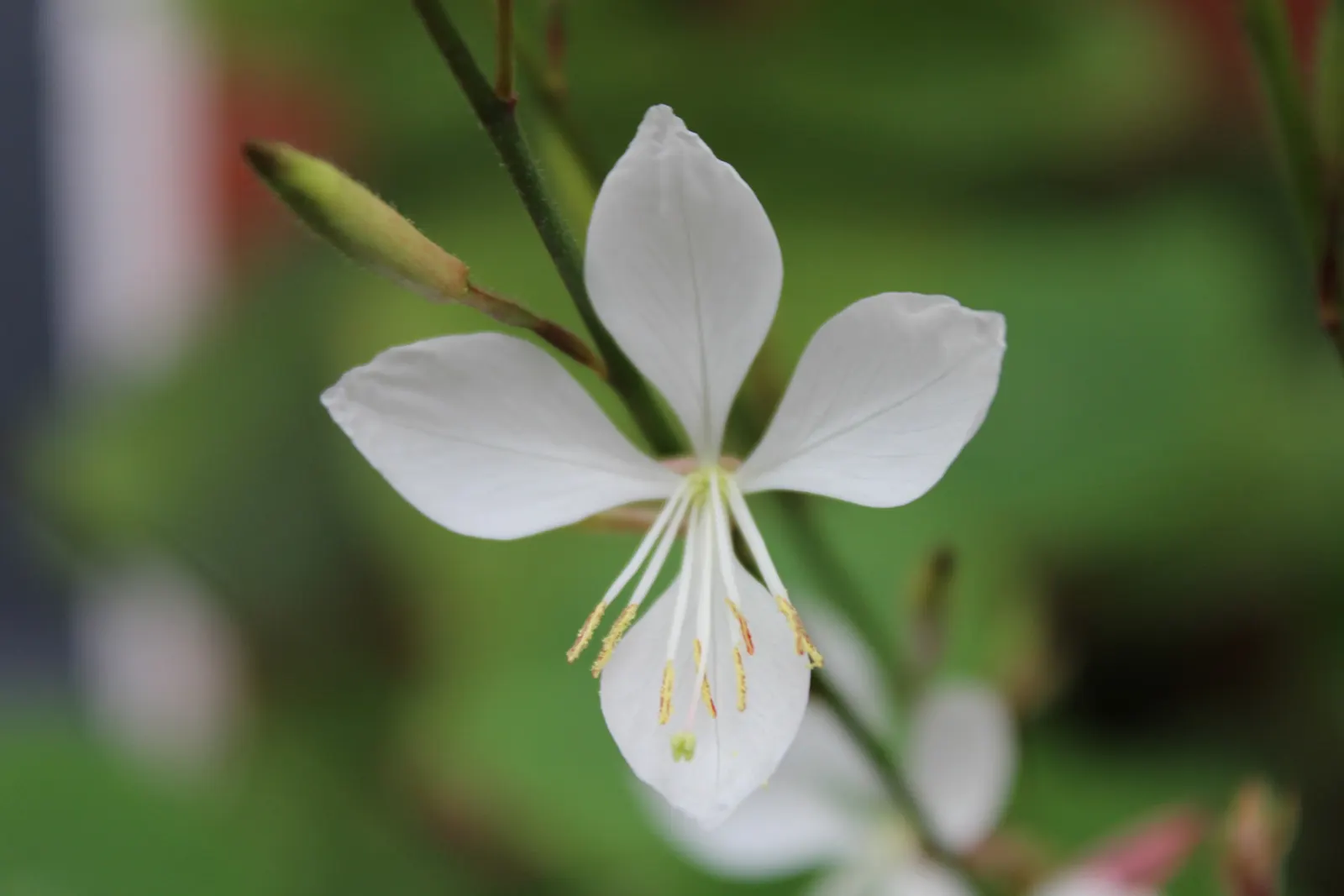 White Gaura (Gaura Lindheimeri) — This resilience extends to soil preferences as well