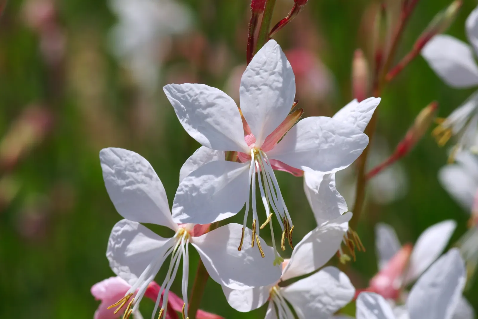 White Gaura (Gaura Lindheimeri) — This drought-tolerant plant prefers well-drained soil, forming a bushy clump roughly 2-3 feet wide