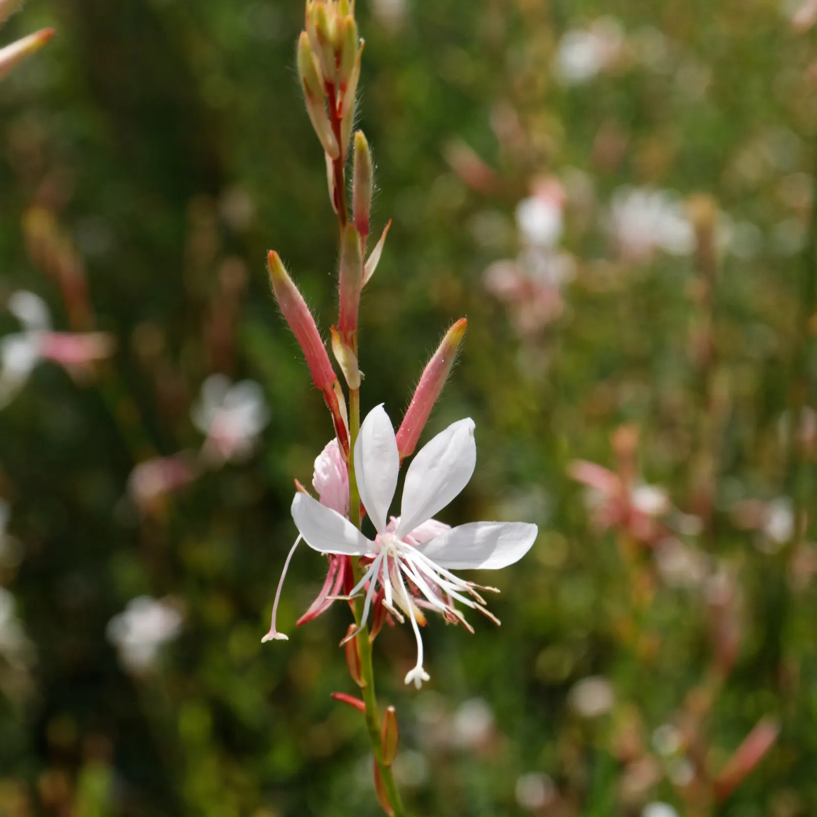 White Gaura (Gaura Lindheimeri) — showcases a delicate ballet of butterfly-like flowers that dance atop slender stems; pure white with hints of pink in their