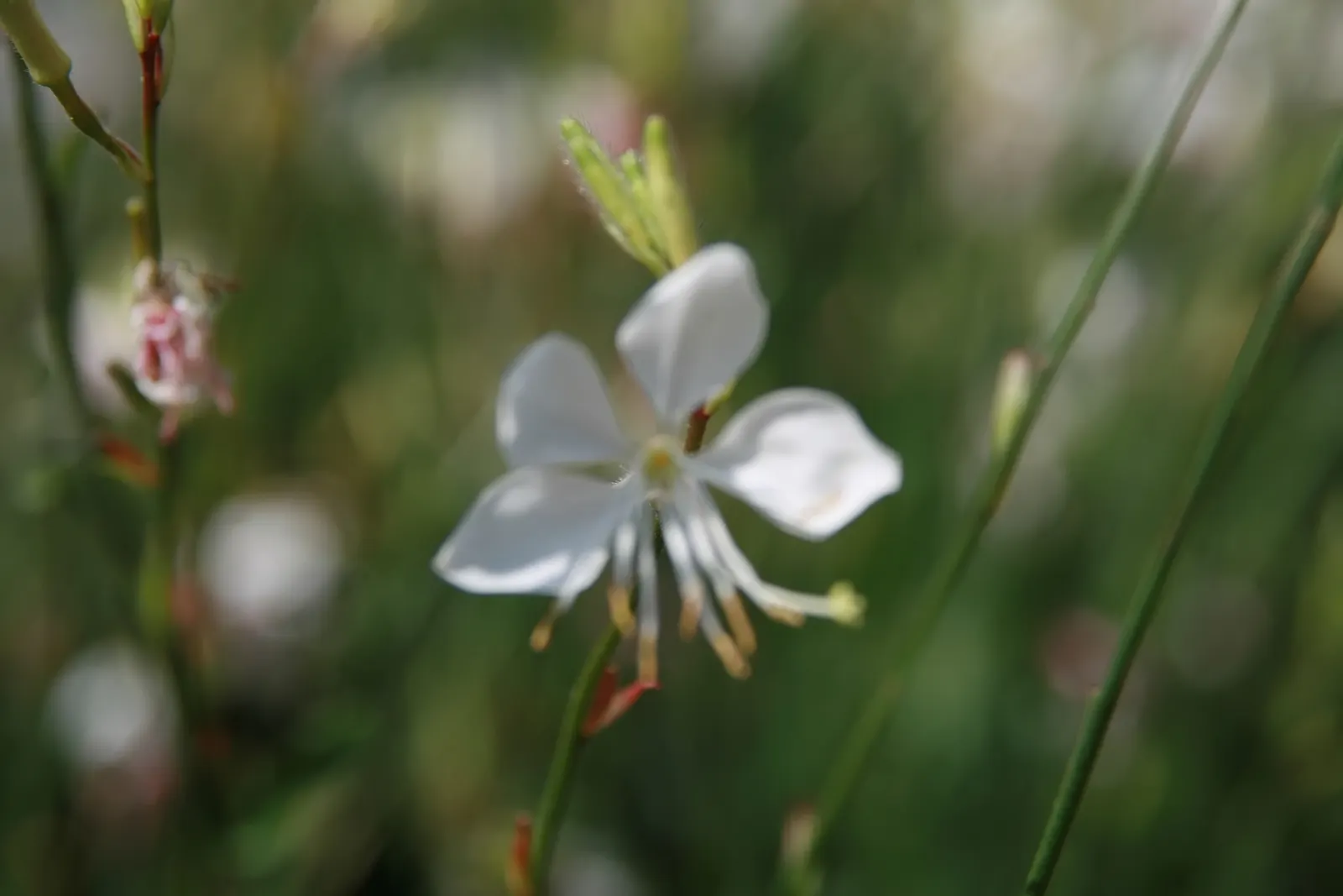 White Gaura (Gaura Lindheimeri) — create an ethereal effect as they flutter in the breeze; gaura lindheimeri, commonly known as White Gaura, is an, image 54