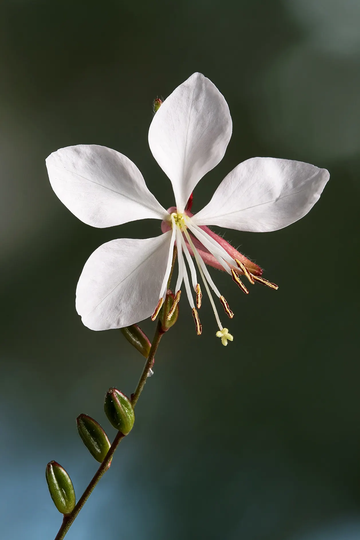 White Gaura (Gaura Lindheimeri) — the White Gaura offers a long-lasting display; its preferred environment is a full sun exposure, though it can, image 62