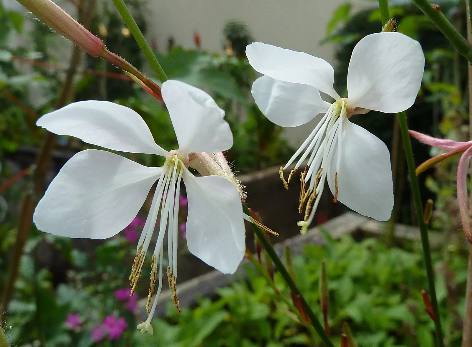 White Gaura (Gaura Lindheimeri) — the White Gaura offers a long-lasting display